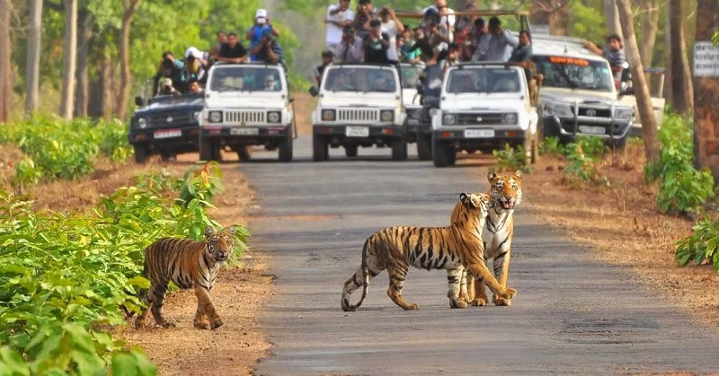 Nainital Jim-Corbett Tour